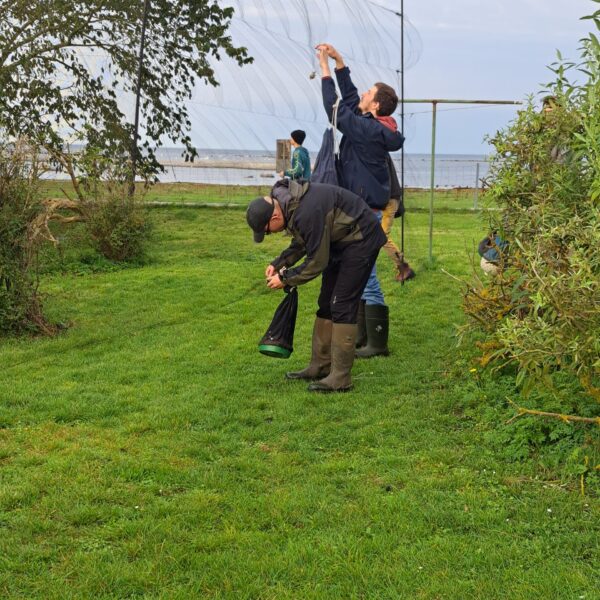 Helgelandsfella í nýtslu