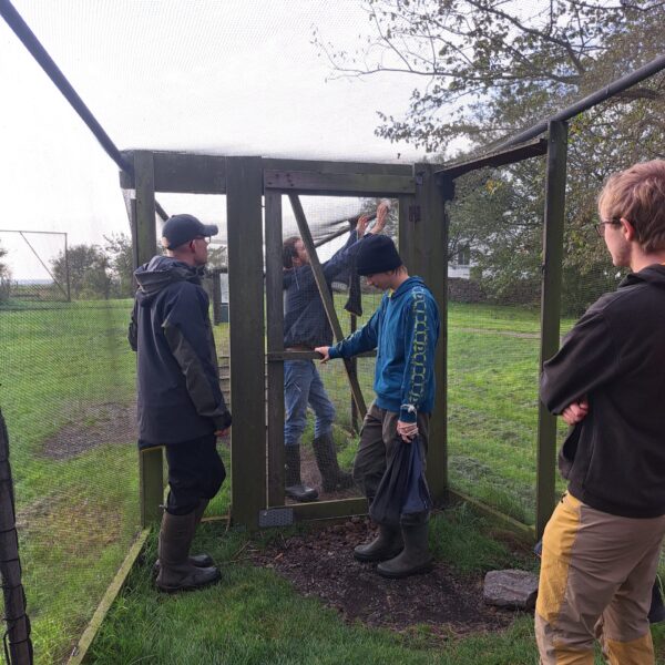 Framvísing av Helgelandsfelluni í nýtslu
