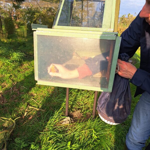 Bringureyði komin í felluna