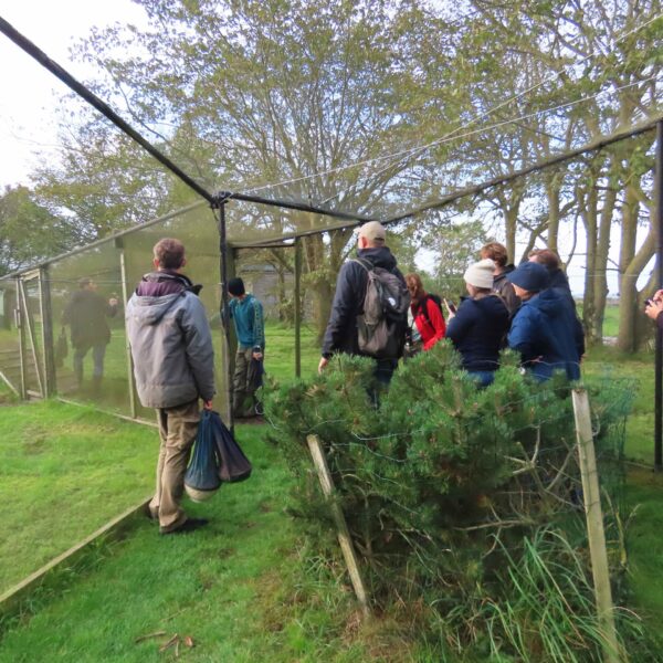 Framvísing av Helgelandsfelluni í nýtslu