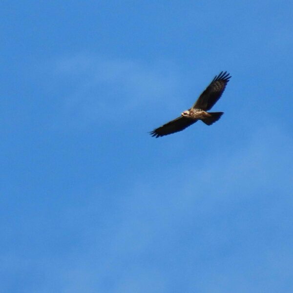 Ungur Bývákur (Pernis apivorus)